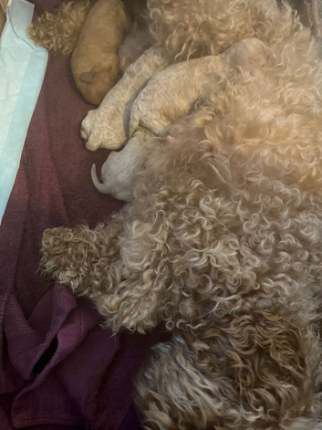 3 cockapoo puppies