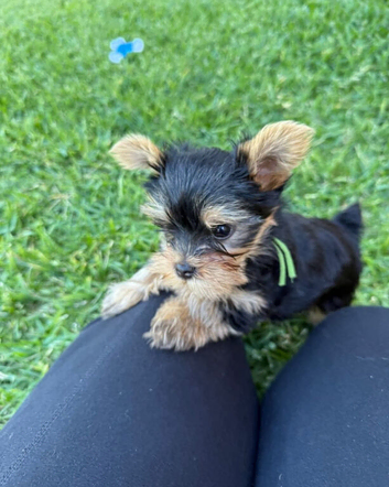 Yorkshire terrier female