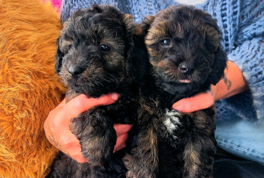 Jackapoo puppies