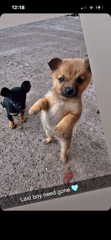 Fox face Pomeranian only 2 month old