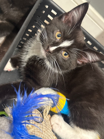 Tuxedo kitten