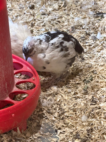 Coturnix quail