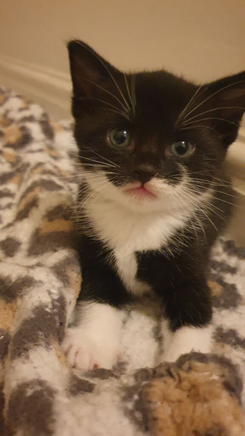 Adorable kitten's