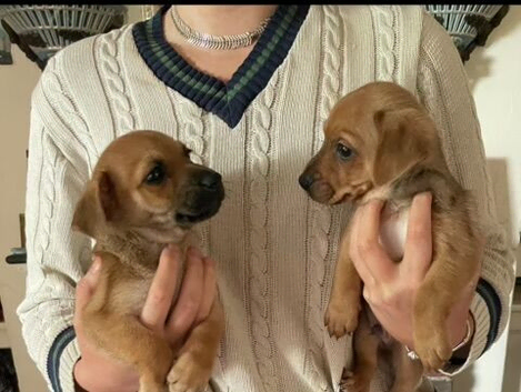 Two Puppies in Search of Five Star Forever Homes