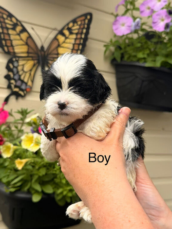 Lhasa apso puppies for sale
