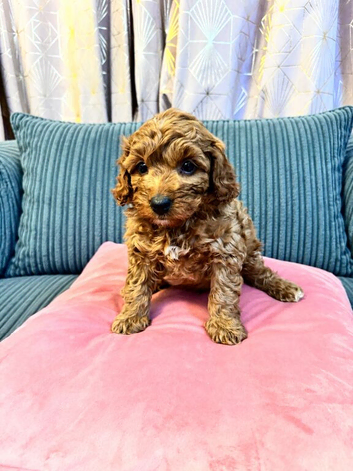 Mini cockapoo males