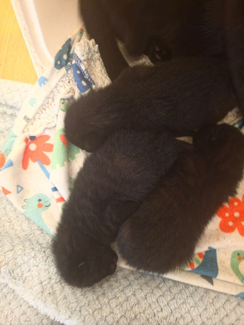Kittens for sale
