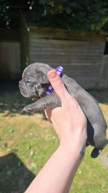 Beautiful French bulldog