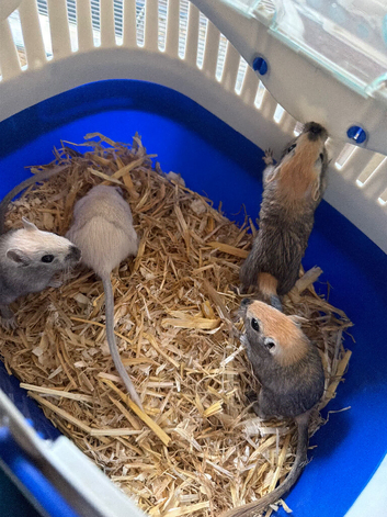 Baby gerbils