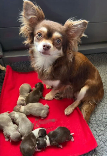 Urgent / Chihuahua puppy