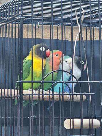 Lovebirds for sale
