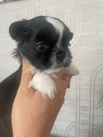 Imperial Shih Tzu female