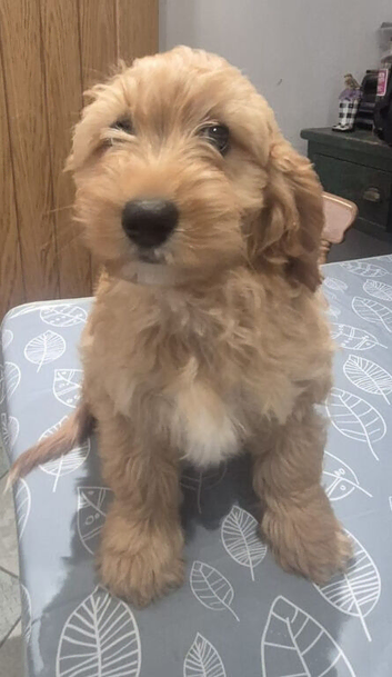 Stunning health tested Cavapoo