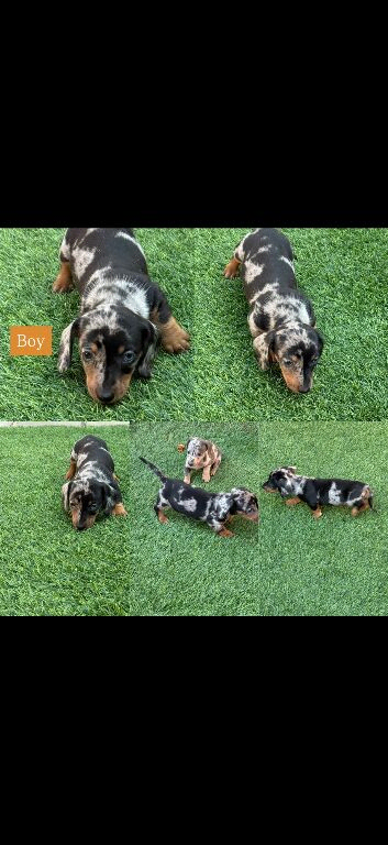 Miniature dachshund Puppys for sale