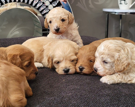3 beautiful Cavapoo babies