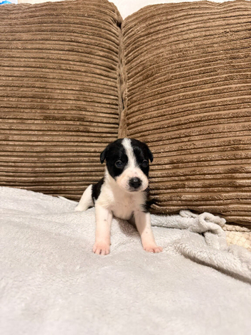 ONLY TWO GIRLS REMAINING - Stunning Border Collie x Blue Heeler Puppies