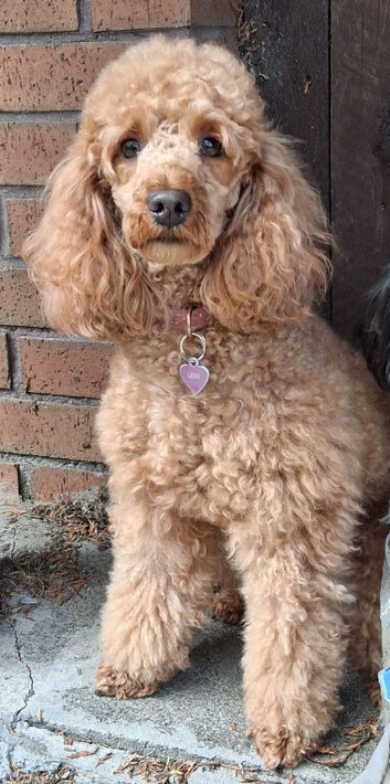 RED MINIATURE POODLE GIRL
