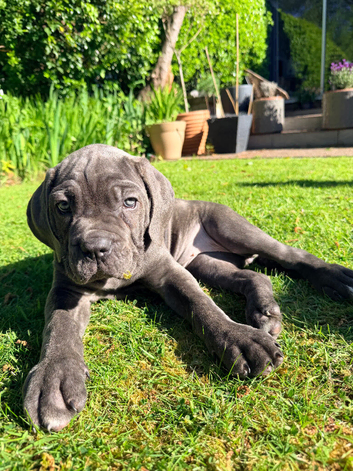 Cane Corso Puppies &ndash; 1 female left!