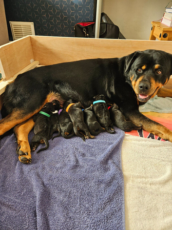 Rottweiler puppies