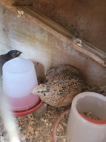 Quail
