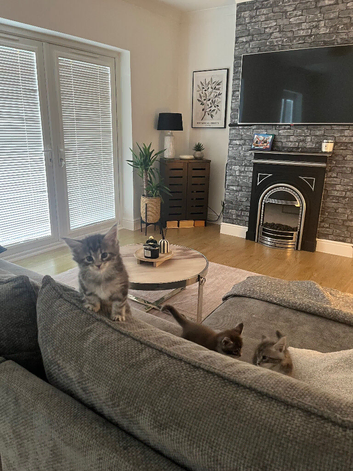 6 GCCF reg kittens