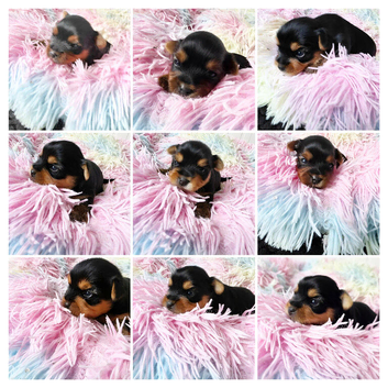 Adorable Yorkshire Terrier puppies.