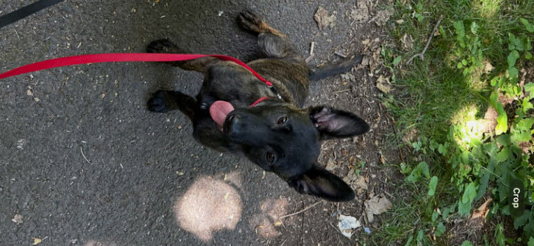 Belgium malinois x Dutch hurder