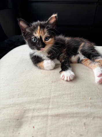 For gorgeous Kittens looking for new homes
