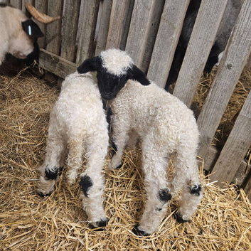 Valais Blacknose sheep