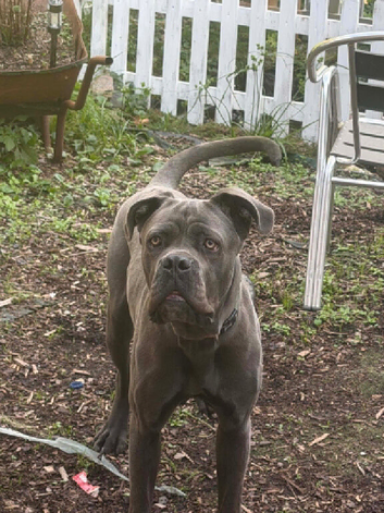 Cane corso