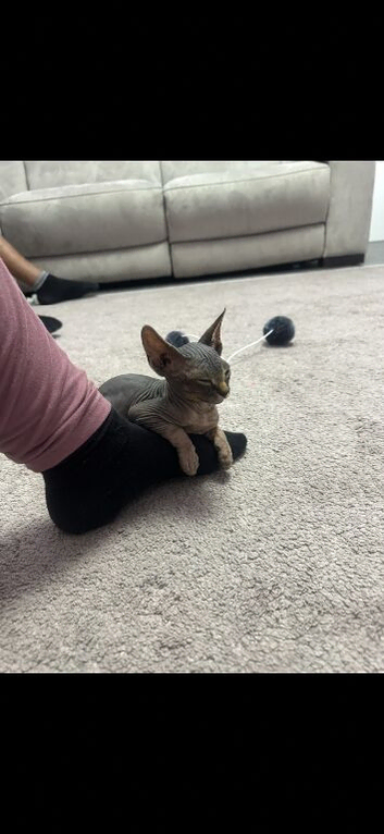 Selling our beautiful Saffron Sphynx