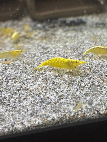 Yellow Shrimp.