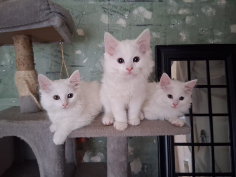2 stunning male kittens