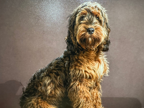 dog for stud