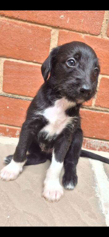 First cross Bedlington x whippet puppies