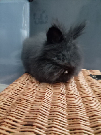 Angora x lion head for sale