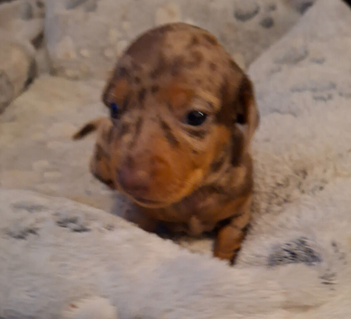 Miniature dachshund pups