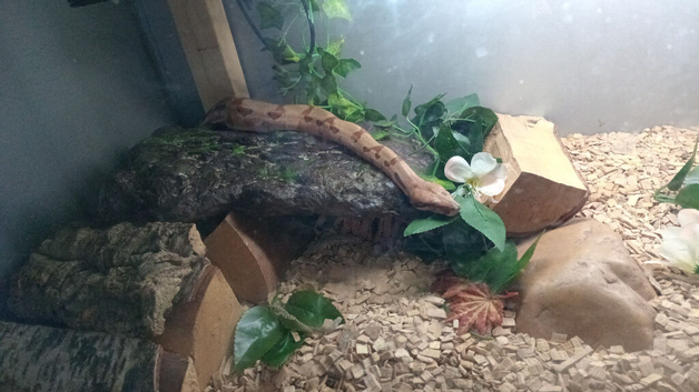 2 year old beautiful snake