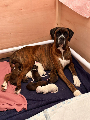 8 KC boxer puppies for sale