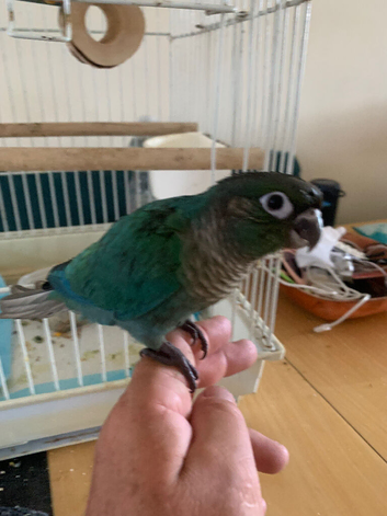 Hand reared Baby  conure