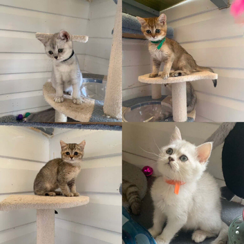 BSH Kittens Rare to UK Shaded colours