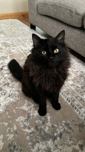 Cat for rehome