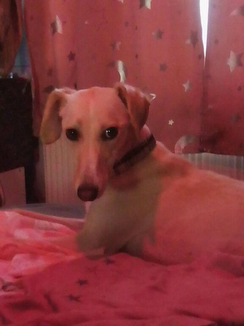 saluki x whippet bitch
