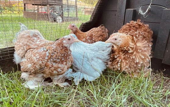 Pekin girls different colours
