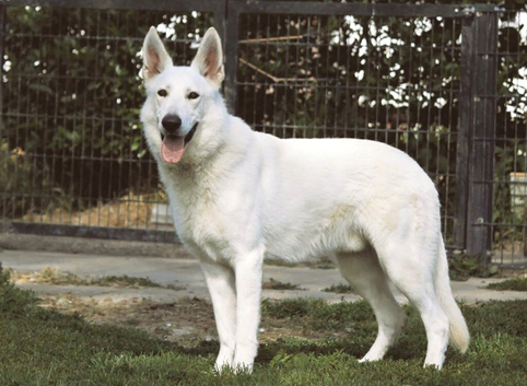 (Short Coat) White Swiss Shepherd Dog Stud Available