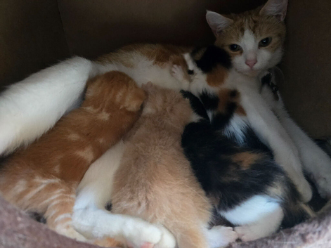 4 beautiful kittens