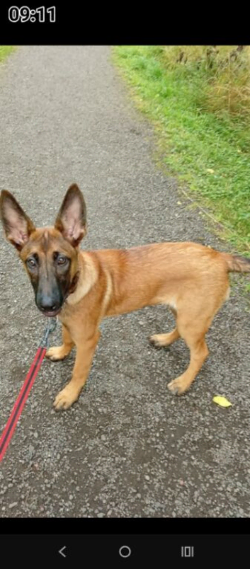 Belgian malanoi female 6 months old