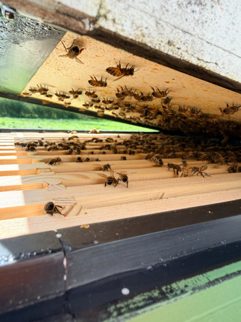 6 Frame National Nuc of F1 Buckfast Bees 2027 Early Spring