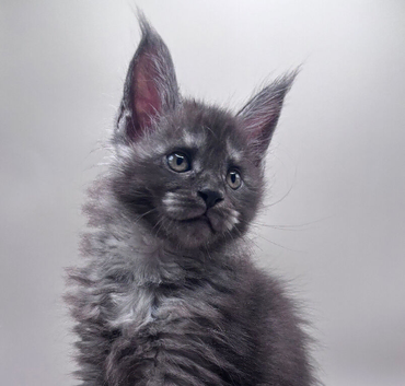 Adorable Tica registered Maine Coon kittens