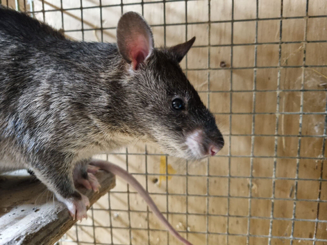 Pair of Gambian pouched rats